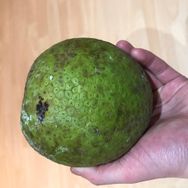 Breadfruit from St Lucia 2