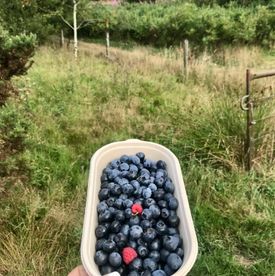 PYO blueberries - blueberry haul