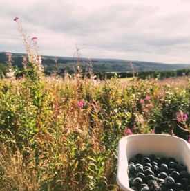 PYO blueberries - pick your own with a view