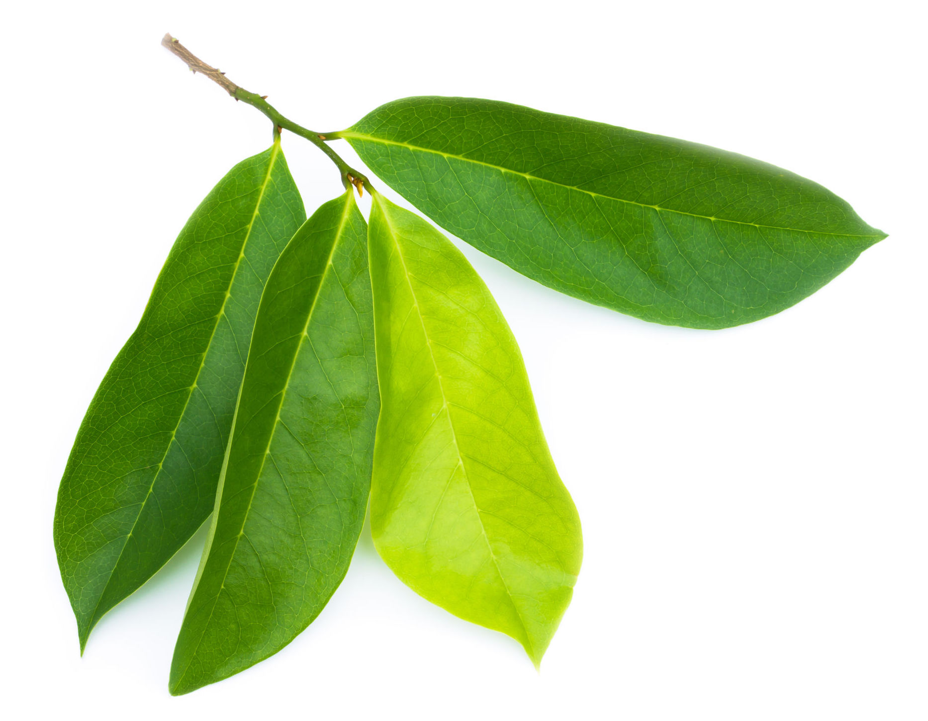 Soursop Leaves Fresh My Exotic Fruit